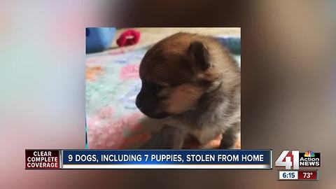 7 puppies, 2 dogs reported stolen from Blue Springs home