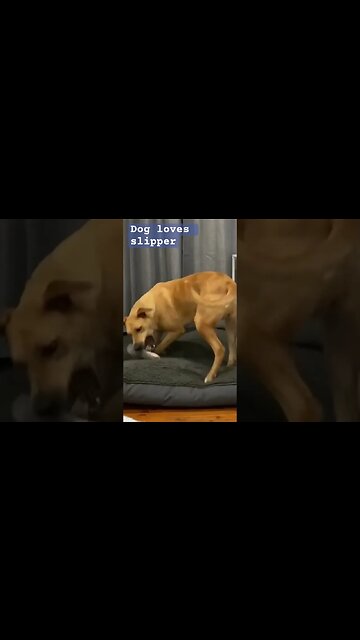 Dog loves slipper ❤️