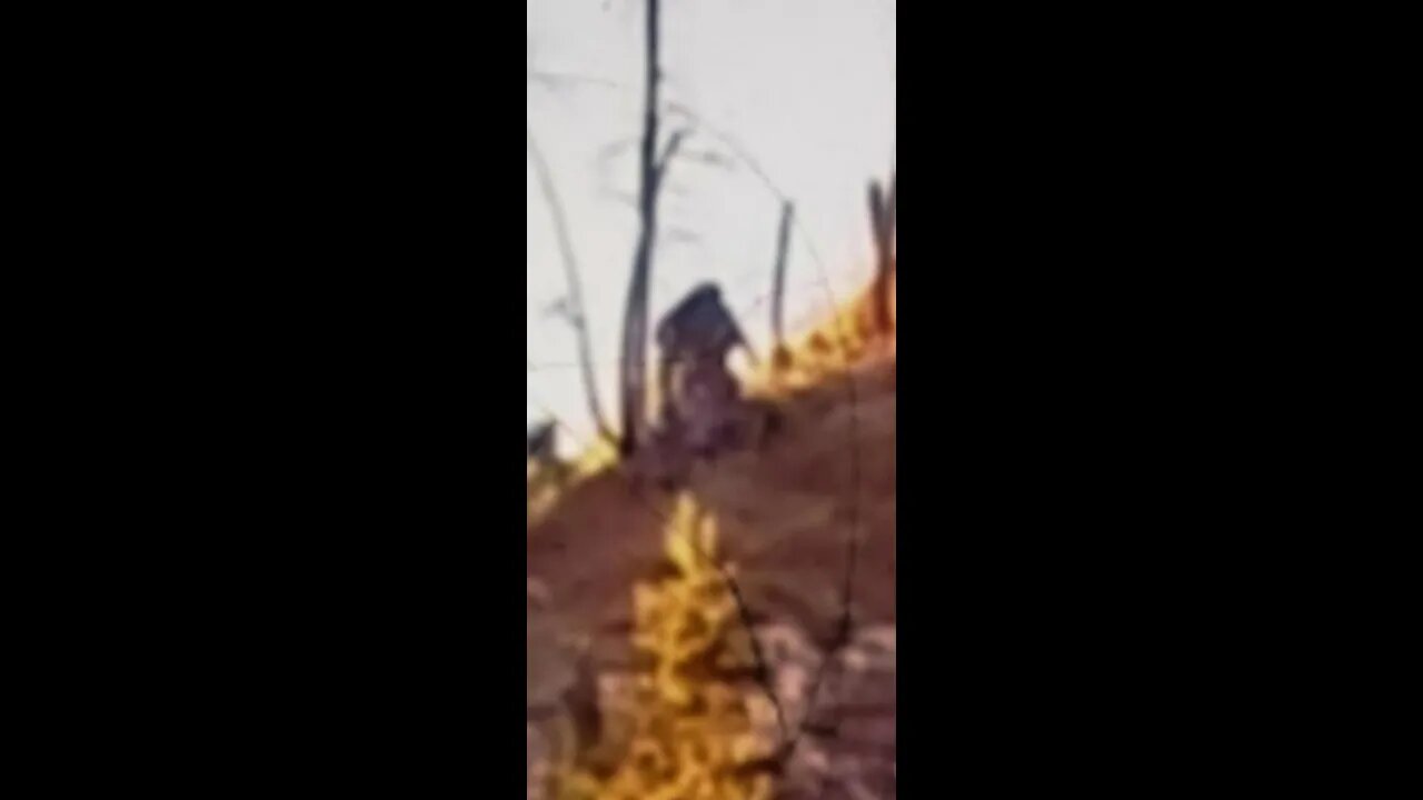 Picture Of Bigfoot Carrying Deer Carcass Paranormal News