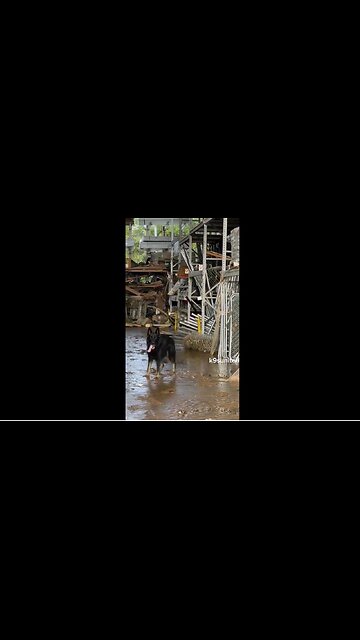 Kamala/ FEMA did not send dogs to search & recover after Hurricane Helene -- Non-profit "K9 United" has.