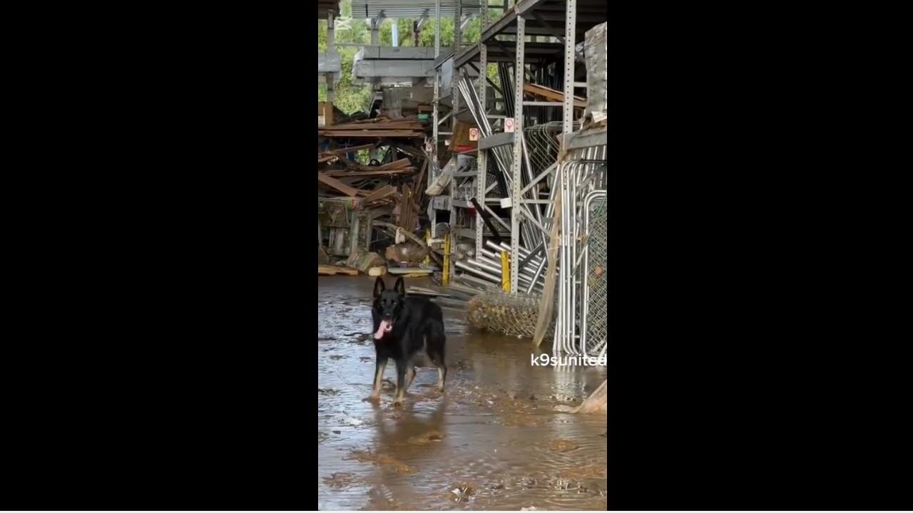 Kamala/ FEMA did not send dogs to search & recover after Hurricane Helene -- Non-profit "K9 United" has.