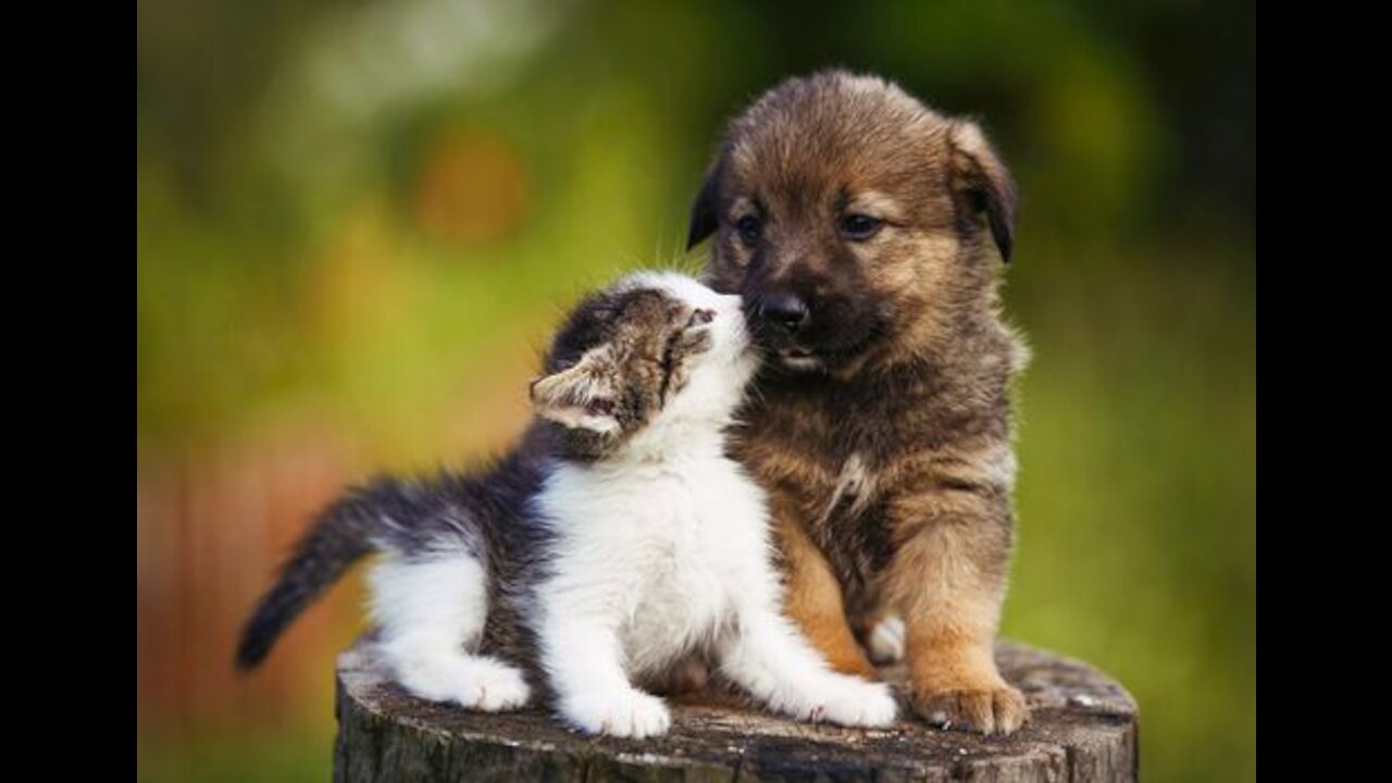 Cute animals complation video