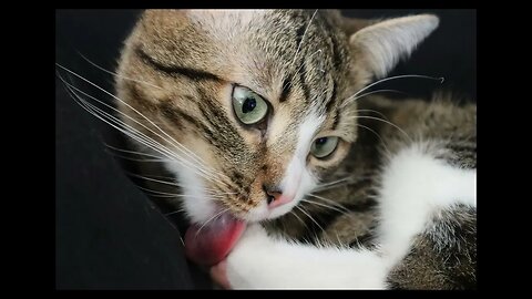 Cat Photos