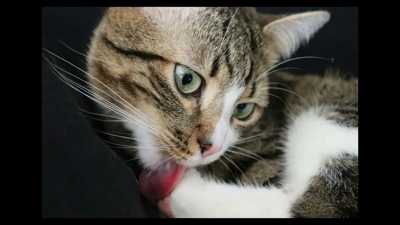Cat Photos