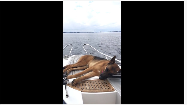 Dog takes nap during relaxing boat ride