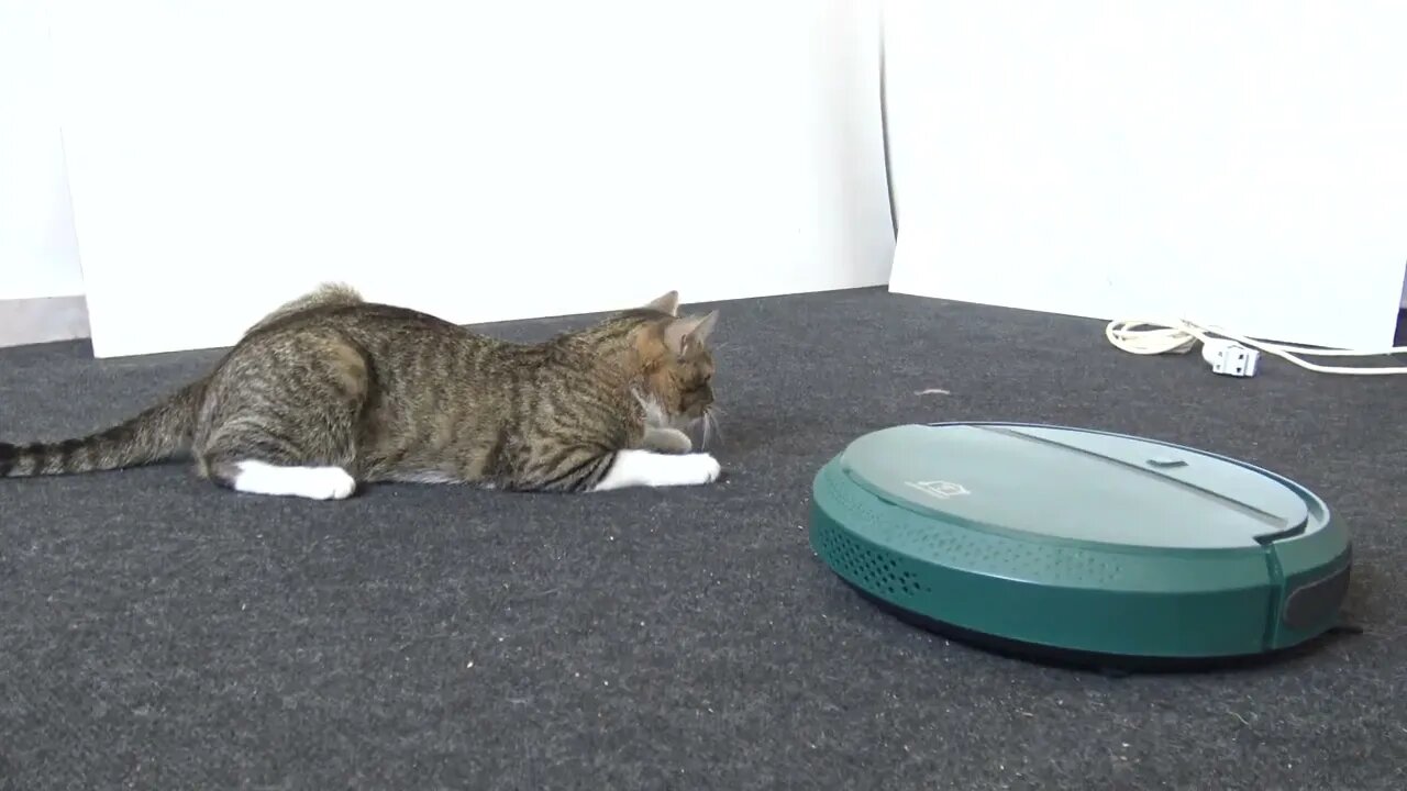 Funny Cat Reaction to Robot Sweeper