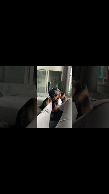 don't touch my mummy 😂 #Shorts #rottweiler #dogs