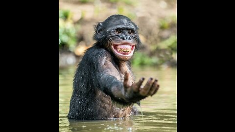 Animal funny 🤣 videos