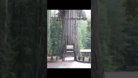 Things That Are Bigger Than You Think TagBell tiktok shorts