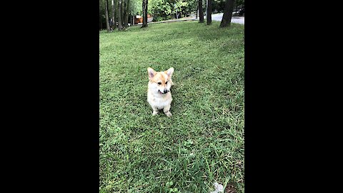 Corgi Mr.Boris have fun