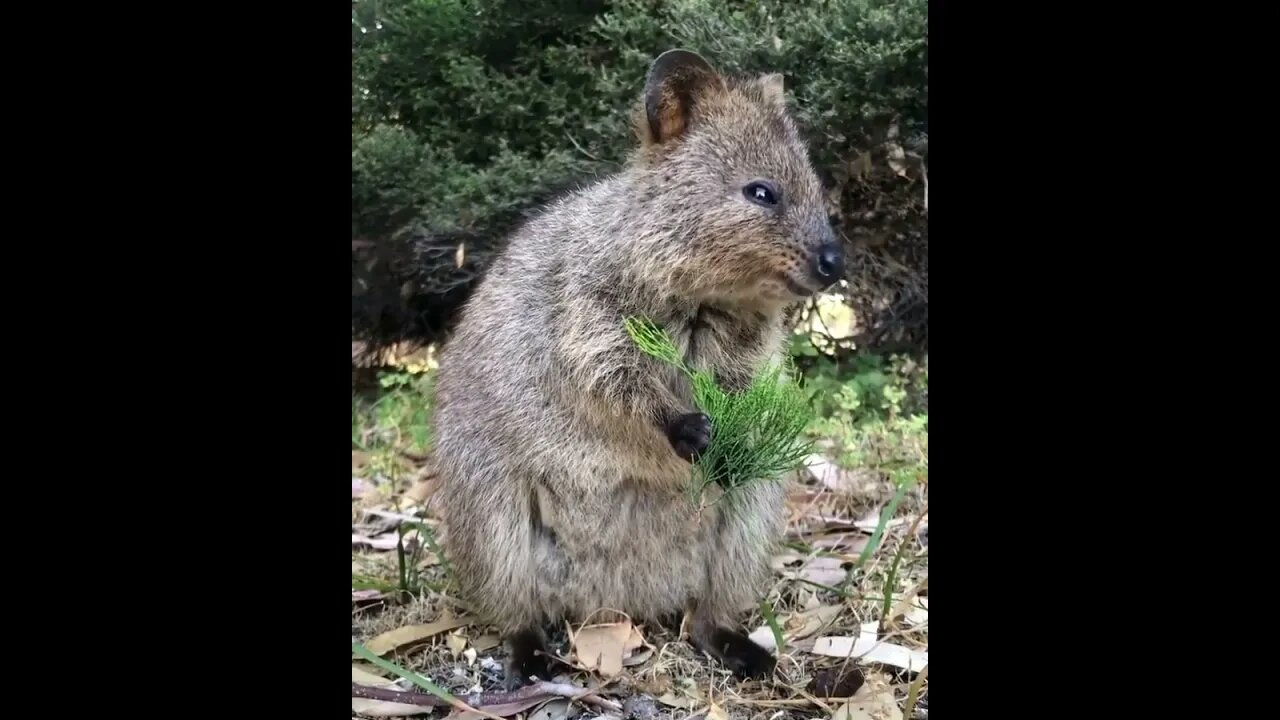 cute funny quokka- 57