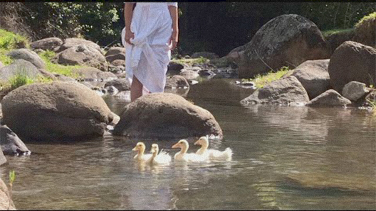 Calming Video of Our Ducklings' First Swim in the Stream (with Anastasia the Mumma Duck)