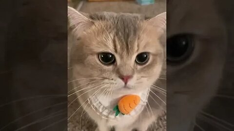 CAT VIDEO