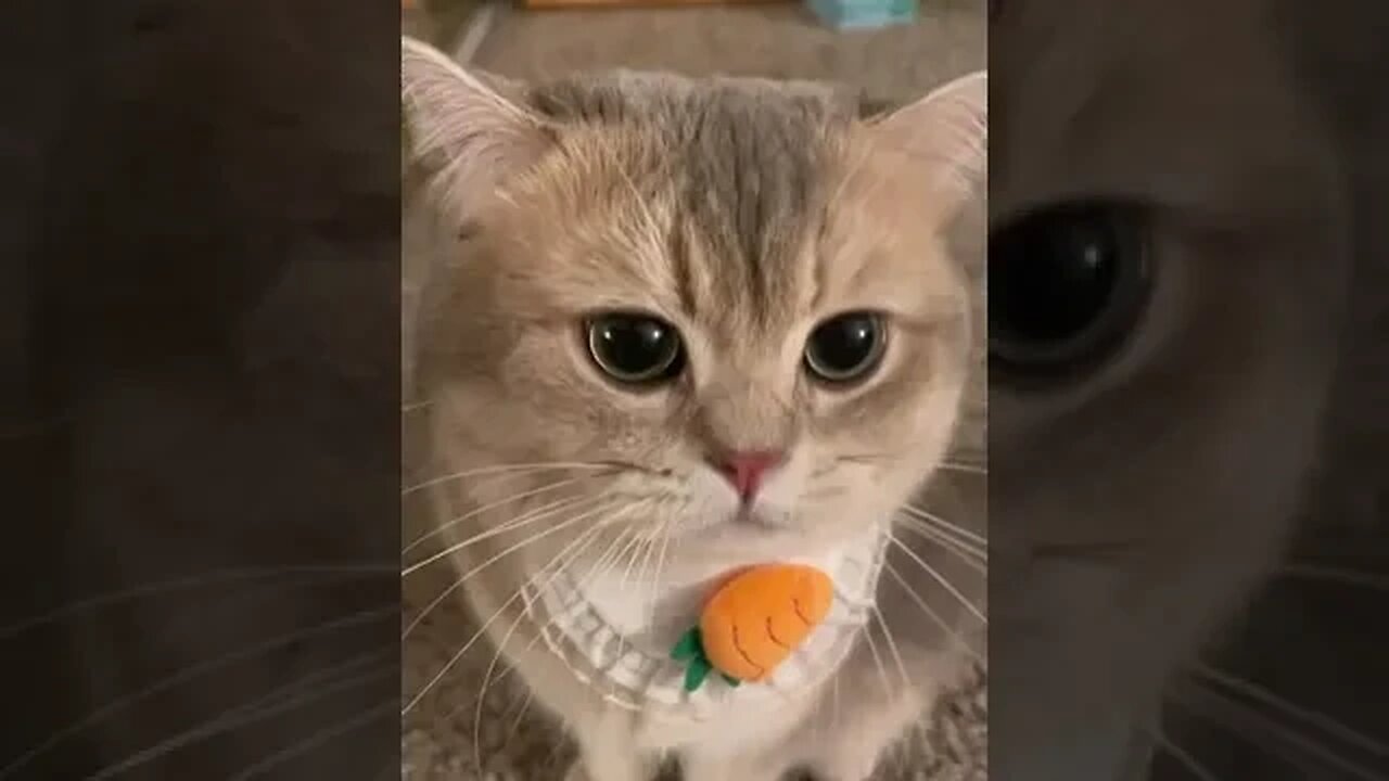 CAT VIDEO