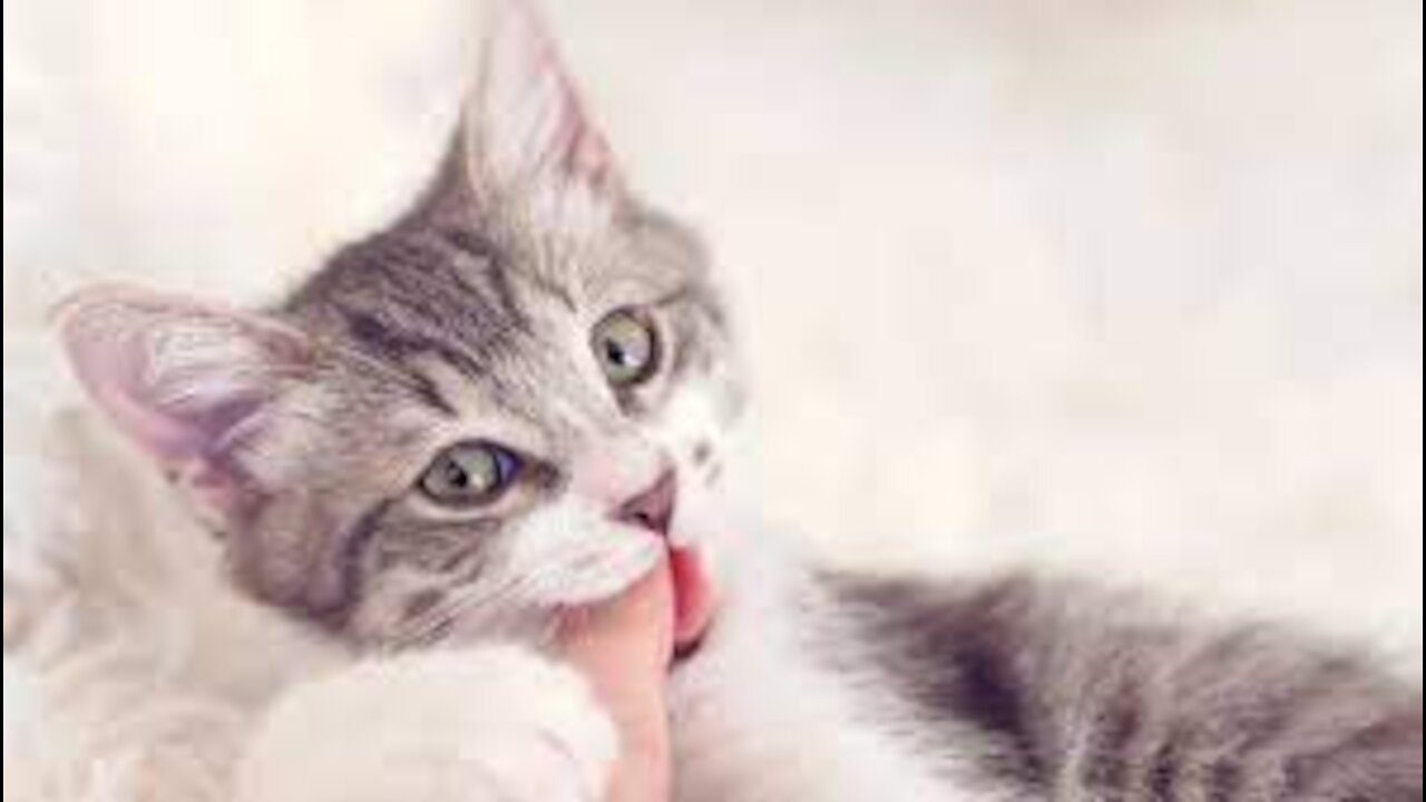 Pets | What happens if a dog or cat bites you and what does this mean?