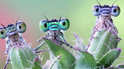 GREEN THINGS by David Van Wieren (Official lyric video)