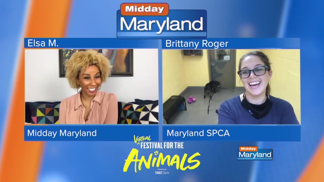 Maryland SPCA - Virtual Festival for the Animals