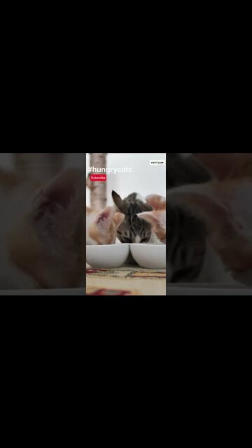#hungrycats #SHORTS