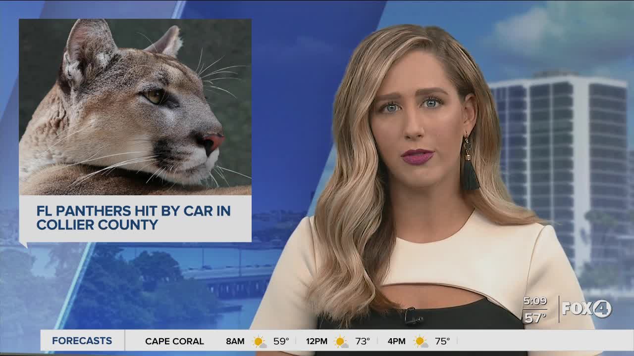 Panther deaths decreased since last year