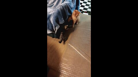 Tony the little tiger