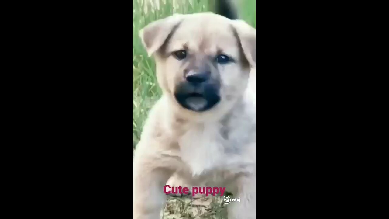 cute puppy