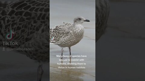 Seagulls live with humans!