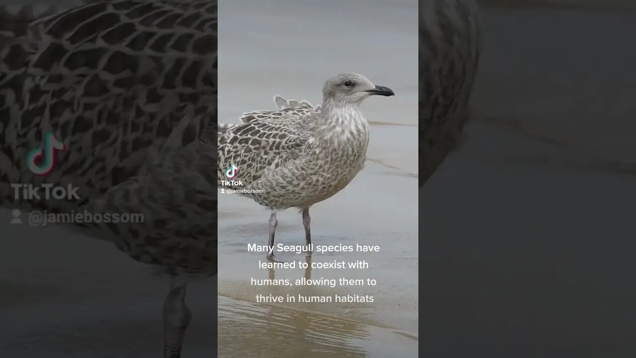 Seagulls live with humans!