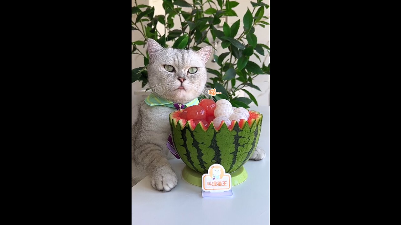 Funny animals - Funny cats and dogs - Funny animals videos 2023πππ±πΆππ
