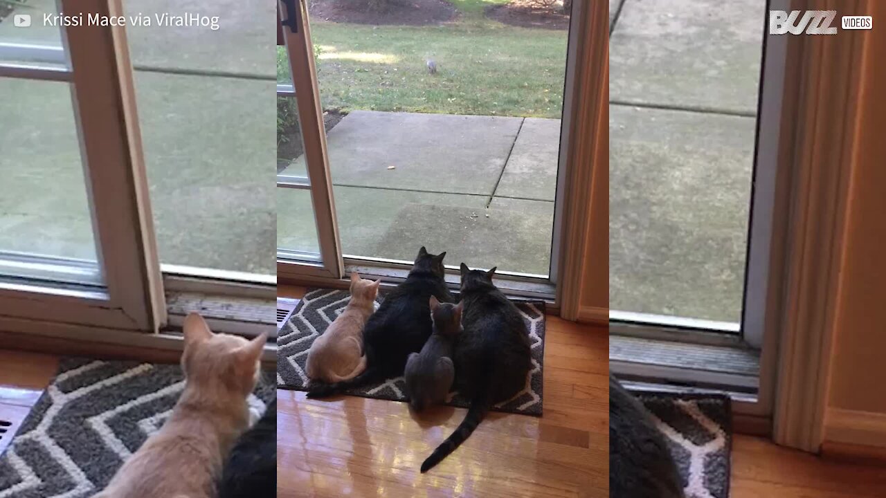 Gatos param para assistir esquilos comendo