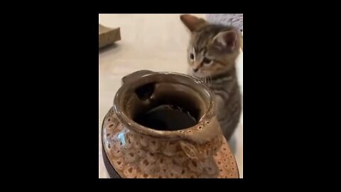 Magical Pot Changes Kitten’s Color