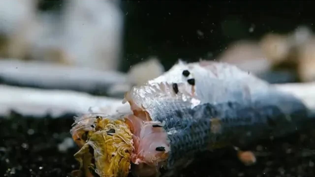 12 ~ Terrifying ~ Creatures ~ To ~ Make ~ Your Skin Crawl Smithsonian Channel