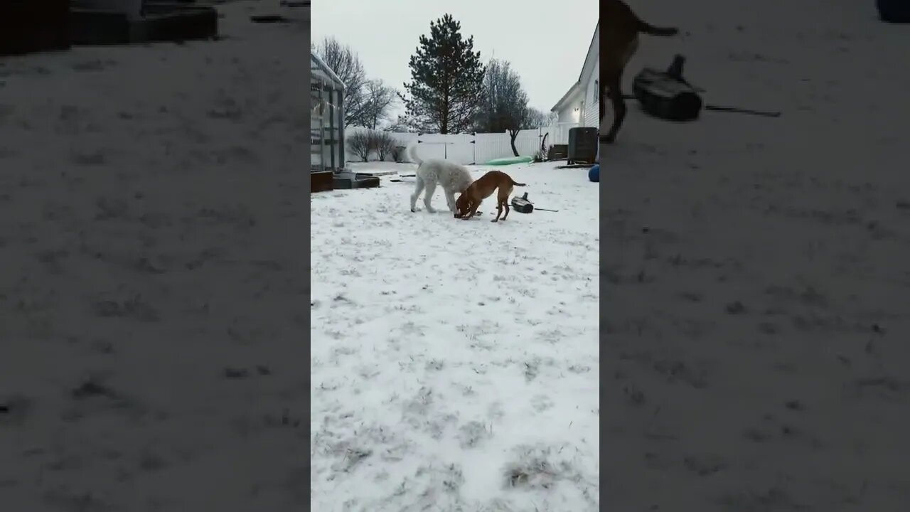 Is my dog eating poop??