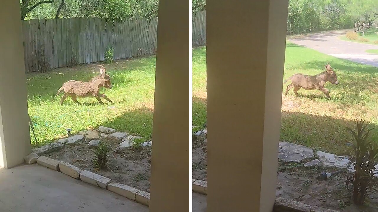 High-energy baby donkey can't stop running around the yard