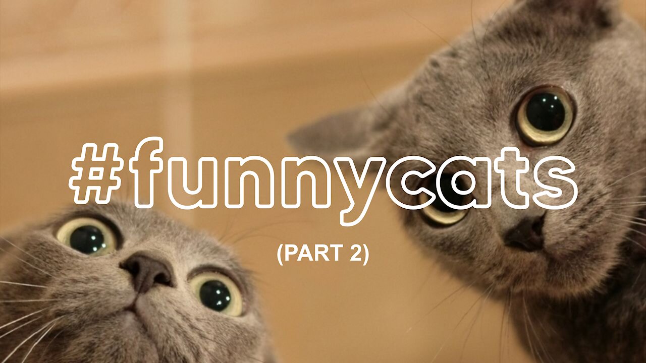 Funny cats complilation - part 2