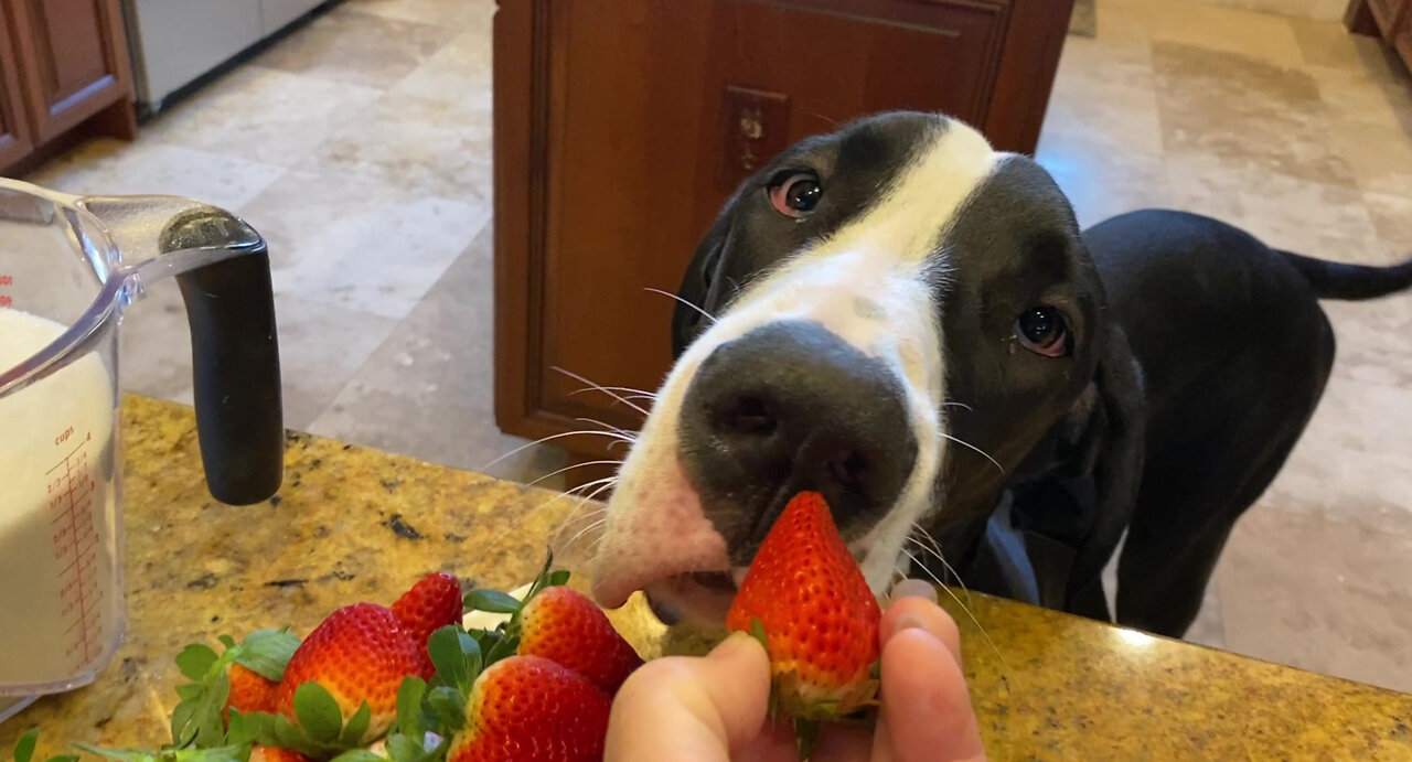 Funny Great Dane Samples Florida Strawberry For Homemade Jam Recipe