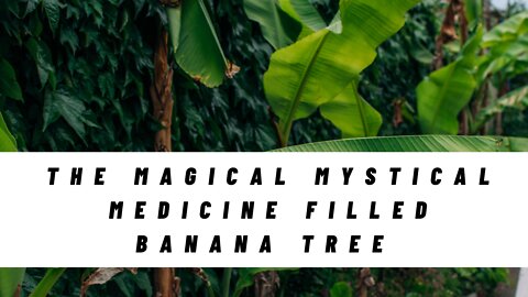 The Magical Mystical Medicine Filled Banana Tree