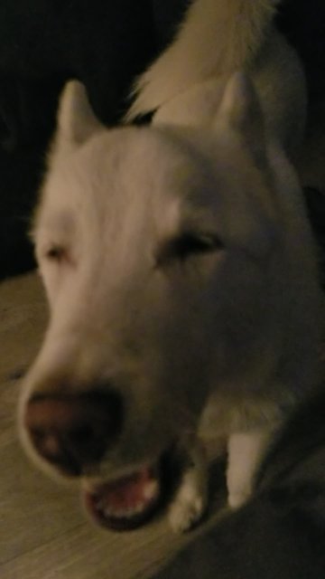 Husky Protests Bedtime In Truly Epic Fashion