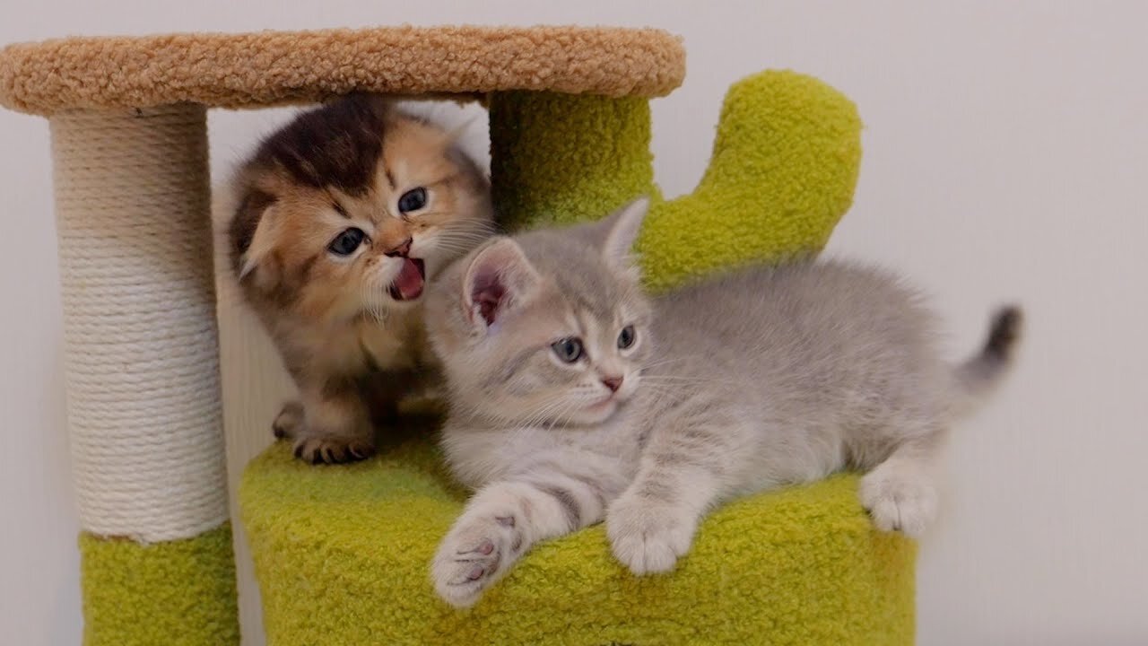 The way the little lion attacks the kittens is so cute