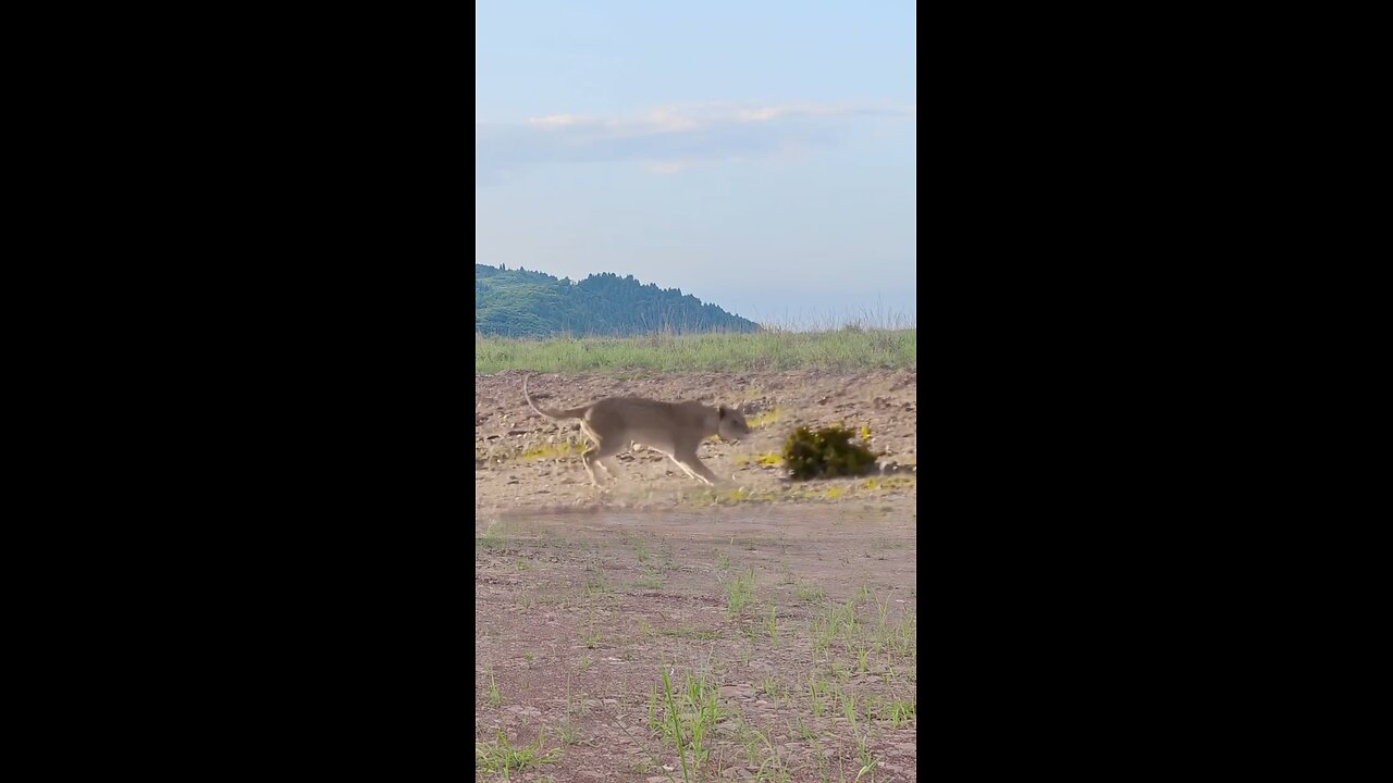 fight between two animal