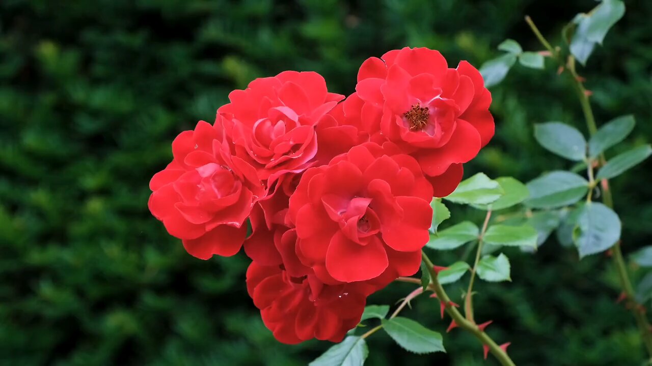 roses plant || rose flower || rose || how to grow roses || red roses || rose 🥀