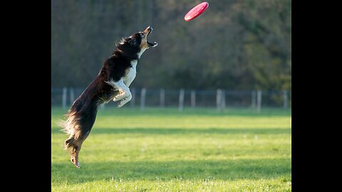 Training Your Dog to Do Tricks