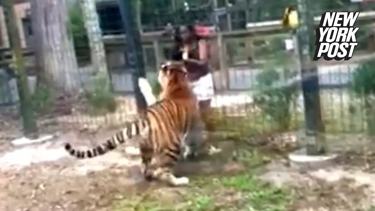 Tiger Queen: NJ police on the hunt for woman who hopped zoo fence