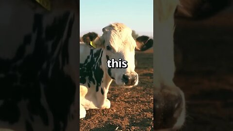 HAVE YOU EVER seen a COW do THIS 🤣 Wholesome Moments