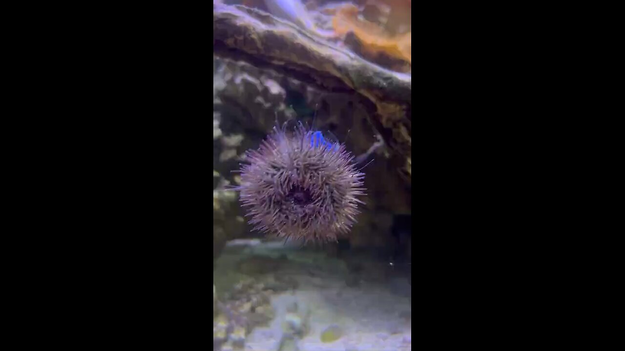 Sea Creatures At The Butterfly Pavilion