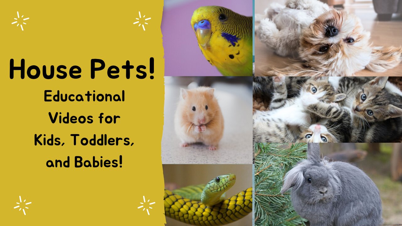 House Pets! | Educational Videos for Kids, Toddlers, and Babies