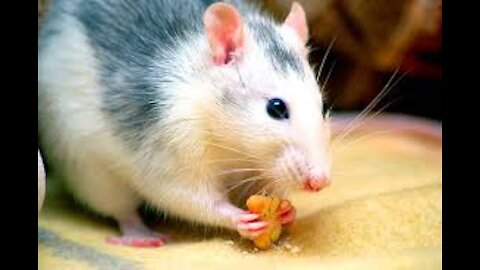 Pet Rat Is Cute