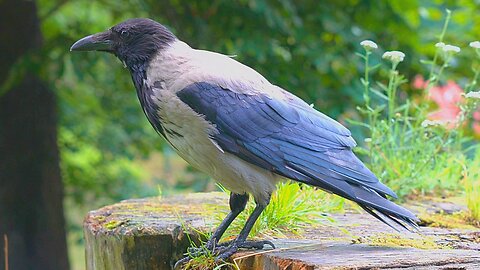 Hooded Crow on a Tree Stump Waiting for His Meal to be Served