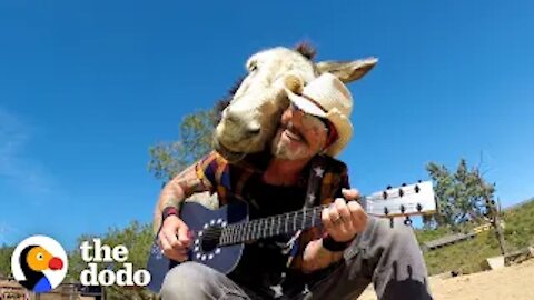 This Donkey Loves When Her Favorite Human Plays Guitar