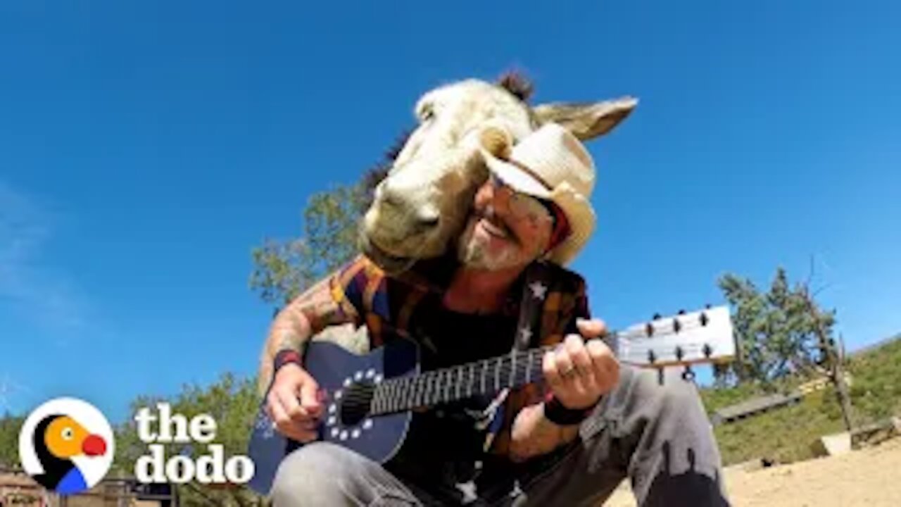 This Donkey Loves When Her Favorite Human Plays Guitar