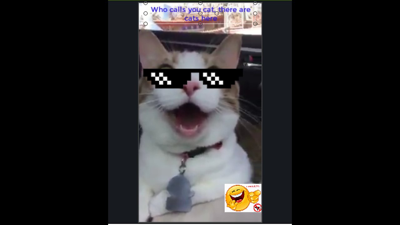 Who calls you cat, there are cats here_Troll corgi tom